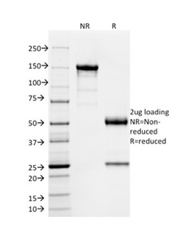 SOX9 Antibody