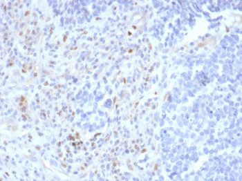 SPI1 Antibody