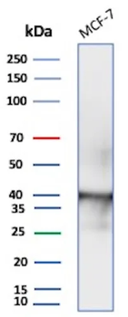 Ep-CAM / CD326 (Extracellular Domain) (Epithelial Marker) Antibody