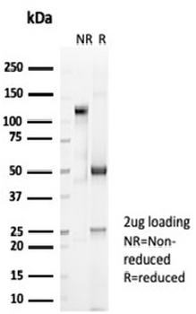 CD2 Antibody
