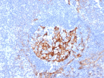 CR1 Antibody
