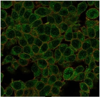 ID1 Antibody