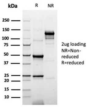 KRT20 Antibody