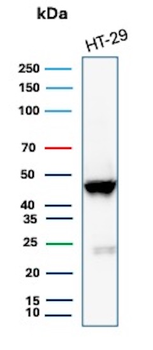 KRT20 Antibody