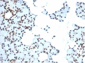 XRCC5 Antibody