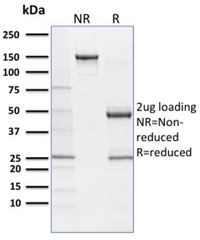 SOX9 Antibody
