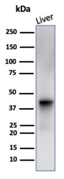 GLUL Antibody