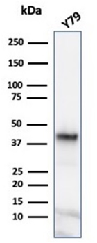 GLUL Antibody