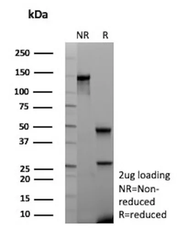 ANPEP Antibody