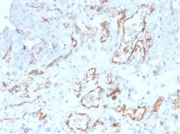 PECAM-1 Antibody
