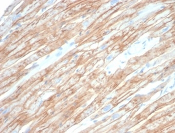 DMD Antibody
