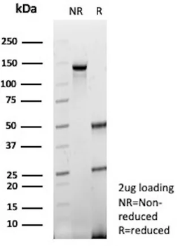 DMD Antibody