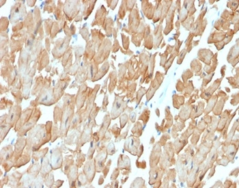 DMD Antibody