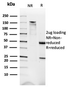 DMD Antibody