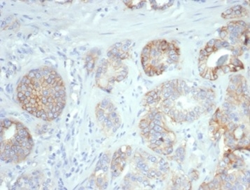 CD276 Antibody