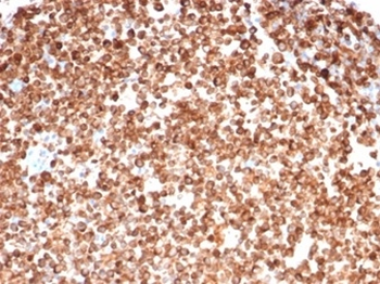 CD74 Antibody