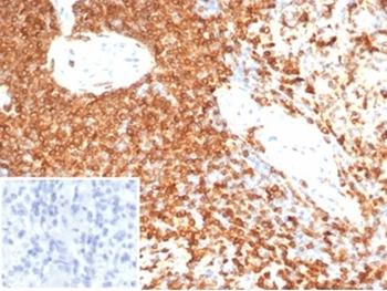 CD74 Antibody