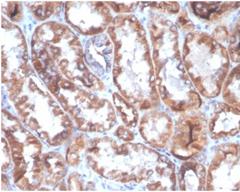 CD40LG Antibody