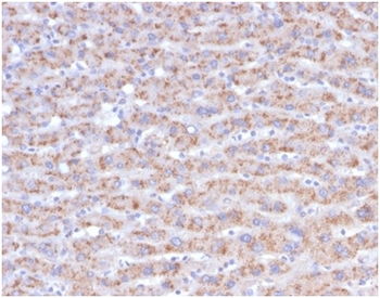 CD40LG Antibody