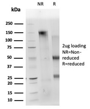 CD40LG Antibody