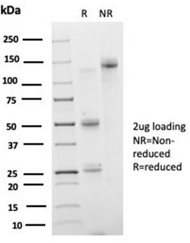 IRF3 Antibody
