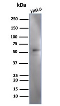 IRF3 Antibody