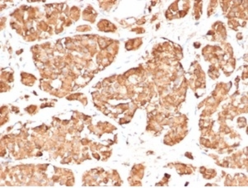 POMC Antibody