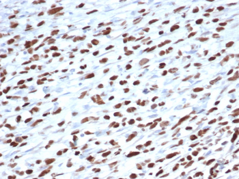 MYOD1 Antibody