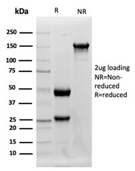 LYZ Antibody