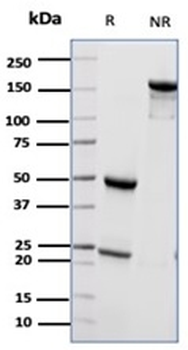 CD55 Antibody