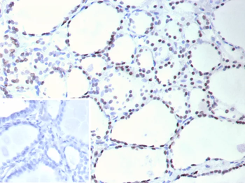 NKX2-1 Antibody