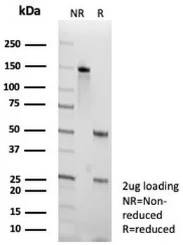 NKX2-1 Antibody