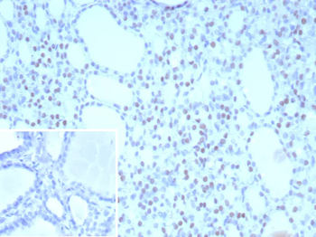 NKX2-1 Antibody