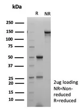 NKX2-1 Antibody