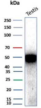 INHA Antibody