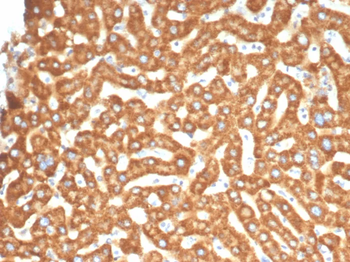 EPHB4 Antibody