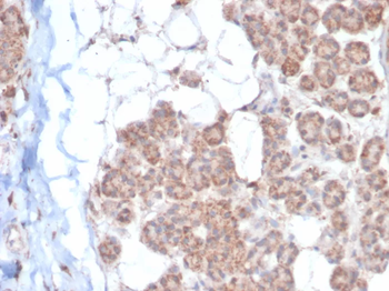 EPHB4 Antibody