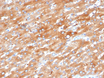 EPHB4 Antibody