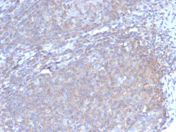 CSF3 Antibody