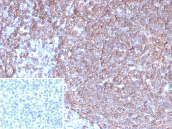 CSF3 Antibody