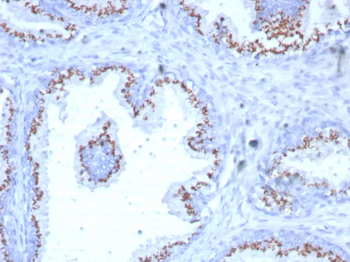 SLC45A3 Antibody