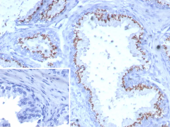 SLC45A3 Antibody