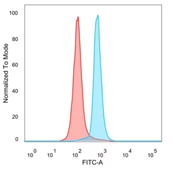TFAP2A Antibody