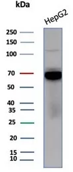 TF Antibody