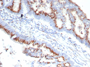 OVOL2 Antibody