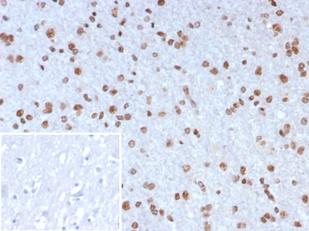 NEUROG3 Antibody