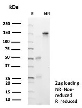 NEUROG3 Antibody