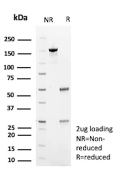 TARDBP Antibody
