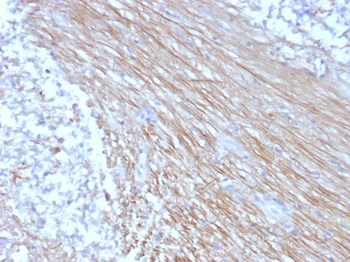 CD303 / CLEC4C Antibody