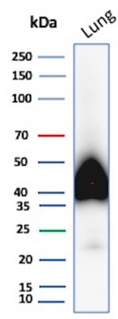 PDPN Antibody